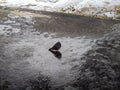 lonely gray pigeon on wet asphalt in the evening