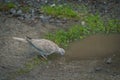 Lonely gray wild pigeon drinking water from a small puddle