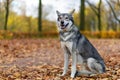 lonely gray wolf dog of Saarlos, in the park on the grass in autumn, waiting for the owner, bared her teeth. Royalty Free Stock Photo