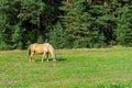 Lonely grazing horse Royalty Free Stock Photo