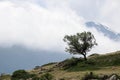 Lonely green apple tree on the mountain slope with clouds and scenery landscape on background Royalty Free Stock Photo