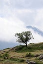 Lonely green apple tree on the mountain slope with clouds and scenery landscape on background Royalty Free Stock Photo