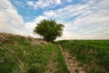 A lonely green bush between two fields. Czech Republic. Royalty Free Stock Photo