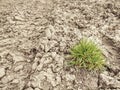 Lonely grass turf against cracked clay. Young plant growing up Royalty Free Stock Photo