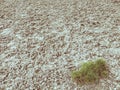 Lonely grass turf against cracked clay. Young plant growing up Royalty Free Stock Photo