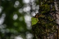 Lonely green leaf on the trunk of an old tree close-up. tree bark texture Royalty Free Stock Photo