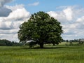 Lonely green oak tree in the field Royalty Free Stock Photo