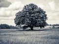 Lonely green oak tree in the field Royalty Free Stock Photo