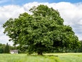 Lonely green oak tree in the field Royalty Free Stock Photo