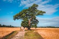 Lonely green oak tree in the field. Middle of nowhere. Royalty Free Stock Photo