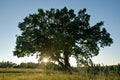 Lonely green oak tree in the field Royalty Free Stock Photo
