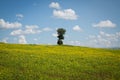 Lonely green oak tree in the field View Sky Beatiful Forest Mountain Royalty Free Stock Photo