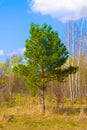 Lonely green pine tree against the blue sky. Dry wood. Deciduous trees. Green meadow. Pine forest. Blue sky with white clouds. Royalty Free Stock Photo