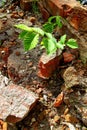 Lonely, green plant in the bricky background