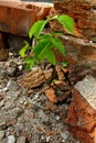 Lonely, green plant in the bricky background.4