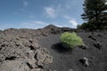 Lonely green plant colonize volcanic ash of cinder cone in Etna Park,