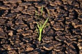 Lonely green sprout in dry cracked ground. Green plant growing through cracks in the ground, nature fighting the heat. Drought,