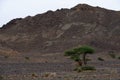 Lonely green tree in the Atlas brown mountains, Morocco Royalty Free Stock Photo