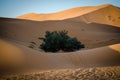 Lonely green tree in desert dunes Royalty Free Stock Photo