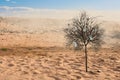 Lonely green tree in the desert. Mixed media