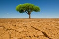 Lonely green tree in the desert resiliency concept