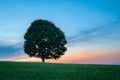 Lonely Green Tree on Grass at Sunset - Horizontal Royalty Free Stock Photo