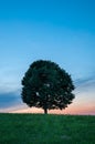 Lonely Green Tree on Grass at Sunset - Vertical