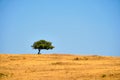 Lonely green tree on horizon in desert. Loneliness and unity with world. Royalty Free Stock Photo