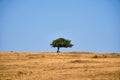 Lonely green tree on horizon in desert. Loneliness and unity with world. Royalty Free Stock Photo