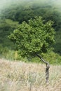 Lonely tree in a meadow Royalty Free Stock Photo