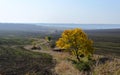 Lonely green tree in the plowed earth