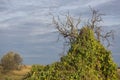 A lonely green tree in the southern steppe, grassland by Black sea, Kinburn Foreland, near Ochakiv, Ukraine