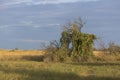 A lonely green tree in the southern steppe, grassland by Black sea, Ukraine