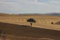 Lonely green tree standing alone in the landscape surrounded by yellow empty dry wheat fields and soil Royalty Free Stock Photo