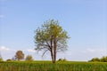 Lonely green tree in a still green wheat field on a clear summer day. Royalty Free Stock Photo