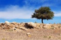 Lonely tree in dry rocky area Royalty Free Stock Photo