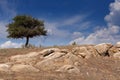 Lonely tree in dry rocky area Royalty Free Stock Photo