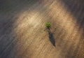 Lonely green tree top aerial view on the plowed field with picturesque evening sunlight spots with gradually light-shadow playing Royalty Free Stock Photo