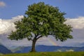 Lonely green tree on the top of a mountain