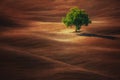 Lonely green tree in the wave field. Agrigulture meadow