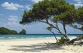 A lonely green tree on a white sandy beach against the background of the sea and blue sky