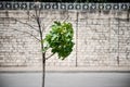 Lonely green tree wind resistance. on brick background