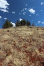 Lonely green trees