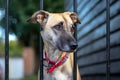 A lonely greyhound waiting for its owner Royalty Free Stock Photo