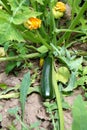 Small green fresh growing zucchini