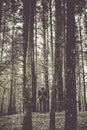 A lonely guy in a pine forest in the autumn time. Monochrome Royalty Free Stock Photo