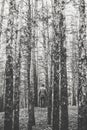 A lonely guy in a pine forest in the autumn time. Monochrome Royalty Free Stock Photo