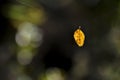 Lonely hanging leaf of tree in autumn Royalty Free Stock Photo