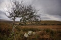 Lonely Hawthorn tree in Ireland