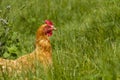 Free chickens in organic egg farm walking on green grass Royalty Free Stock Photo